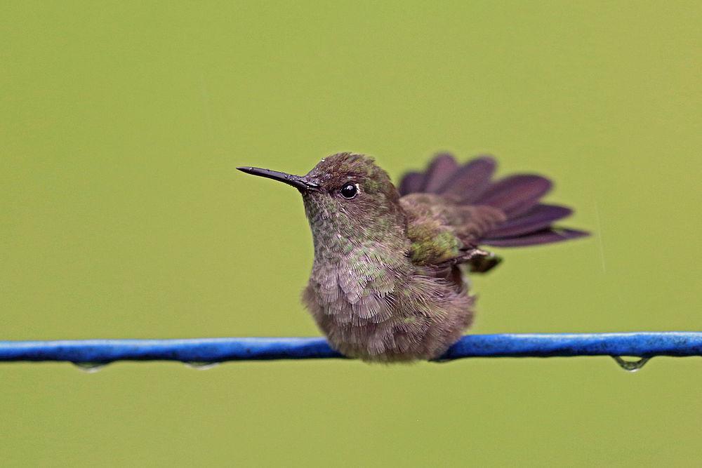 暗色刀翅蜂鸟 / Sombre Hummingbird / Eupetomena cirrochloris