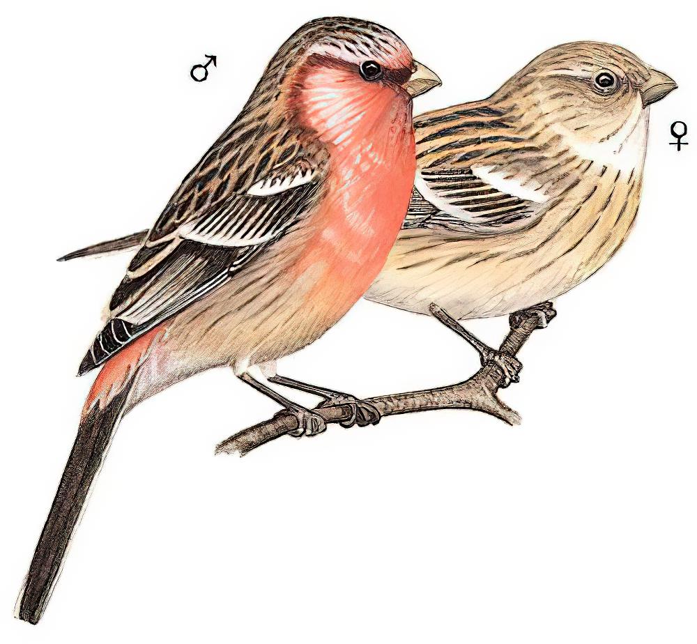 长尾雀 / Long-tailed Rosefinch / Carpodacus sibiricus