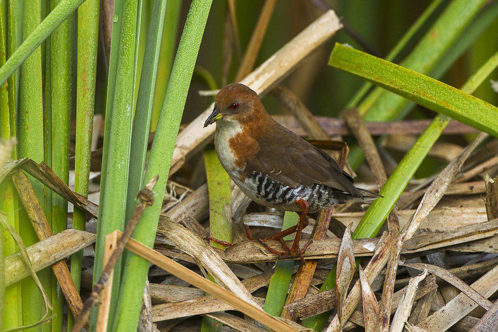 红白田鸡 / Red-and-white Crake / Laterallus leucopyrrhus