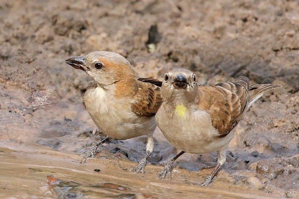 小石雀 / Sahel Bush Sparrow / Gymnoris dentata