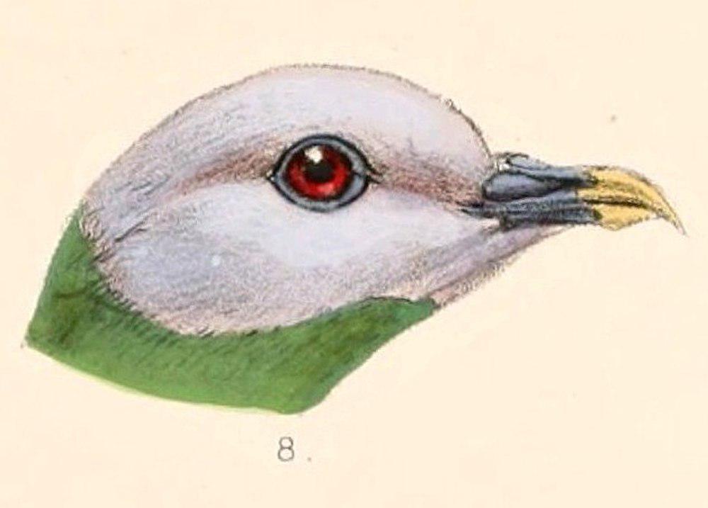 灰头果鸠 / Grey-headed Fruit Dove / Ptilinopus hyogastrus