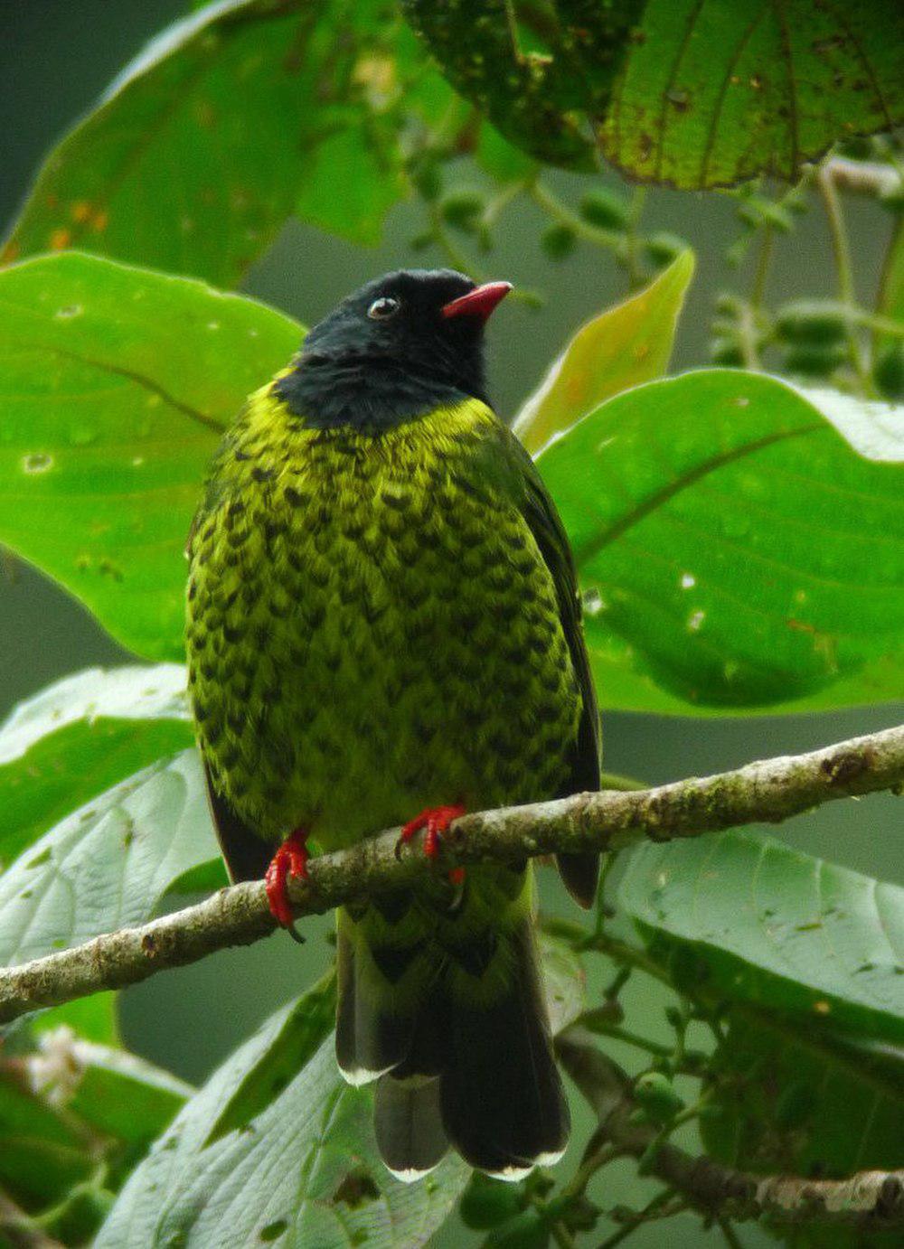 斑尾食果伞鸟 / Band-tailed Fruiteater / Pipreola intermedia