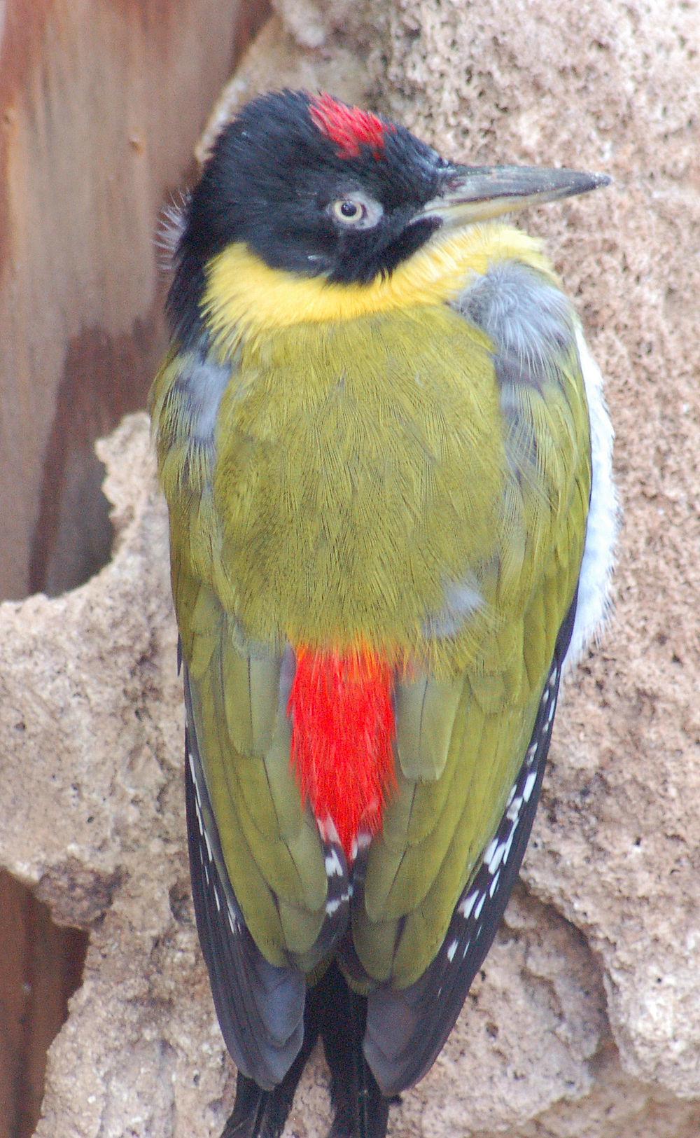 黑头绿啄木鸟 / Black-headed Woodpecker / Picus erythropygius