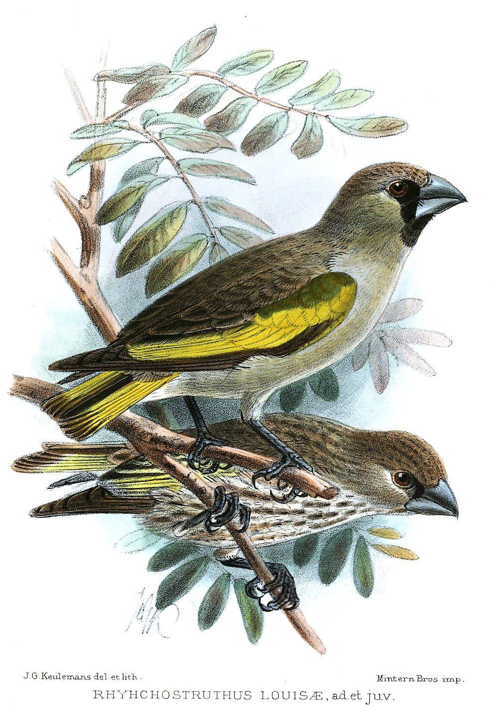 索马里金翅蜡嘴雀 / Somali Golden-winged Grosbeak / Rhynchostruthus louisae