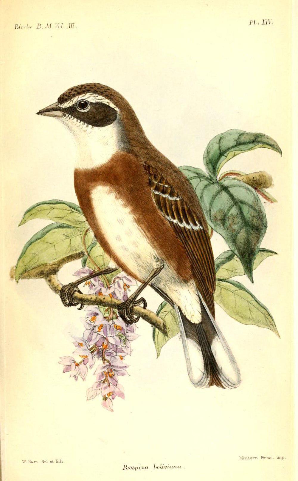 玻利维亚歌鹀 / Bolivian Warbling Finch / Poospiza boliviana