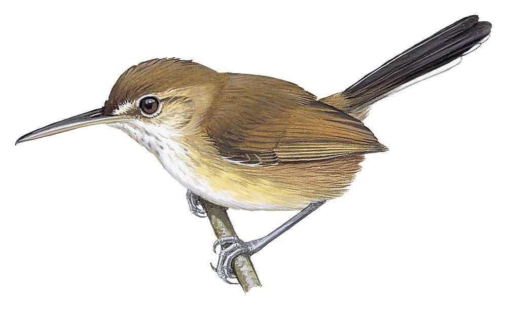 噪蚋莺 / Chattering Gnatwren / Ramphocaenus sticturus