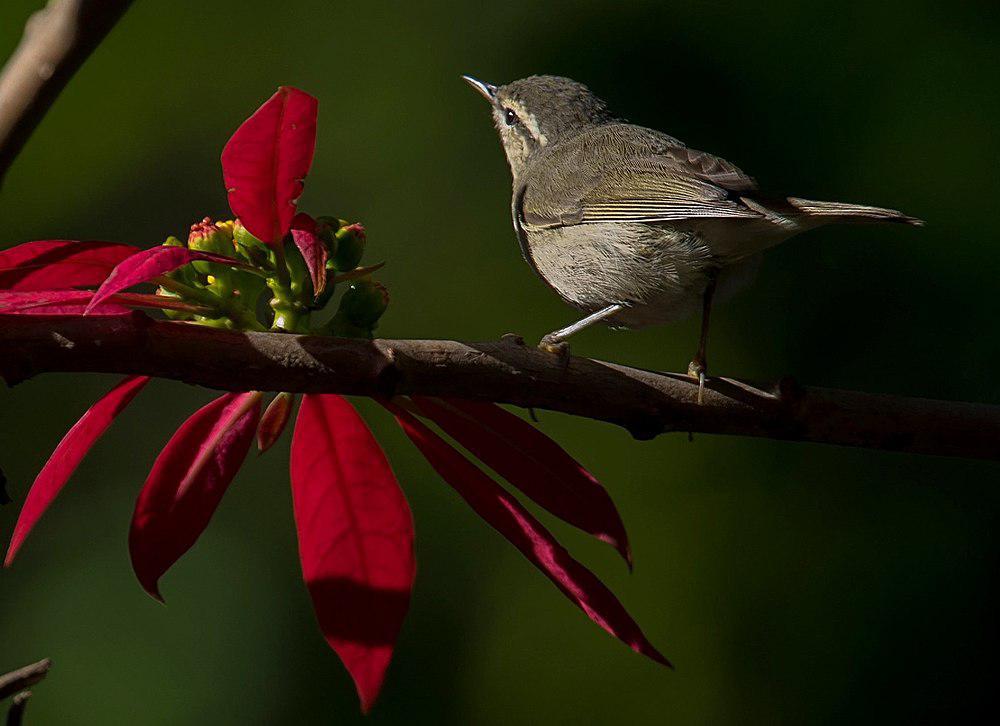 泰氏柳莺 / Tytler\'s Leaf Warbler / Phylloscopus tytleri