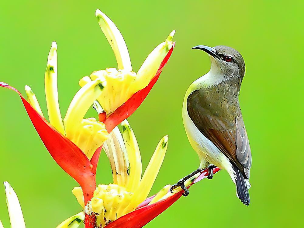 紫腰花蜜鸟 / Purple-rumped Sunbird / Leptocoma zeylonica