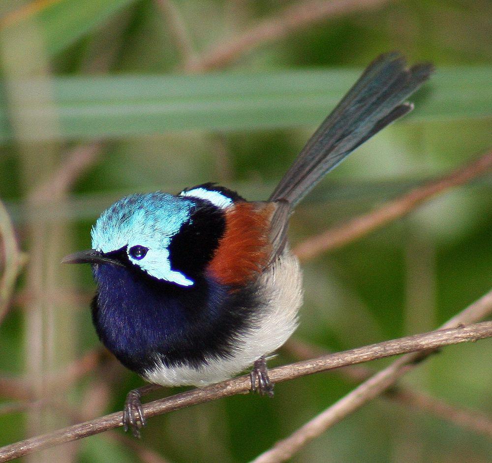 红翅细尾鹩莺 / Red-winged Fairywren / Malurus elegans