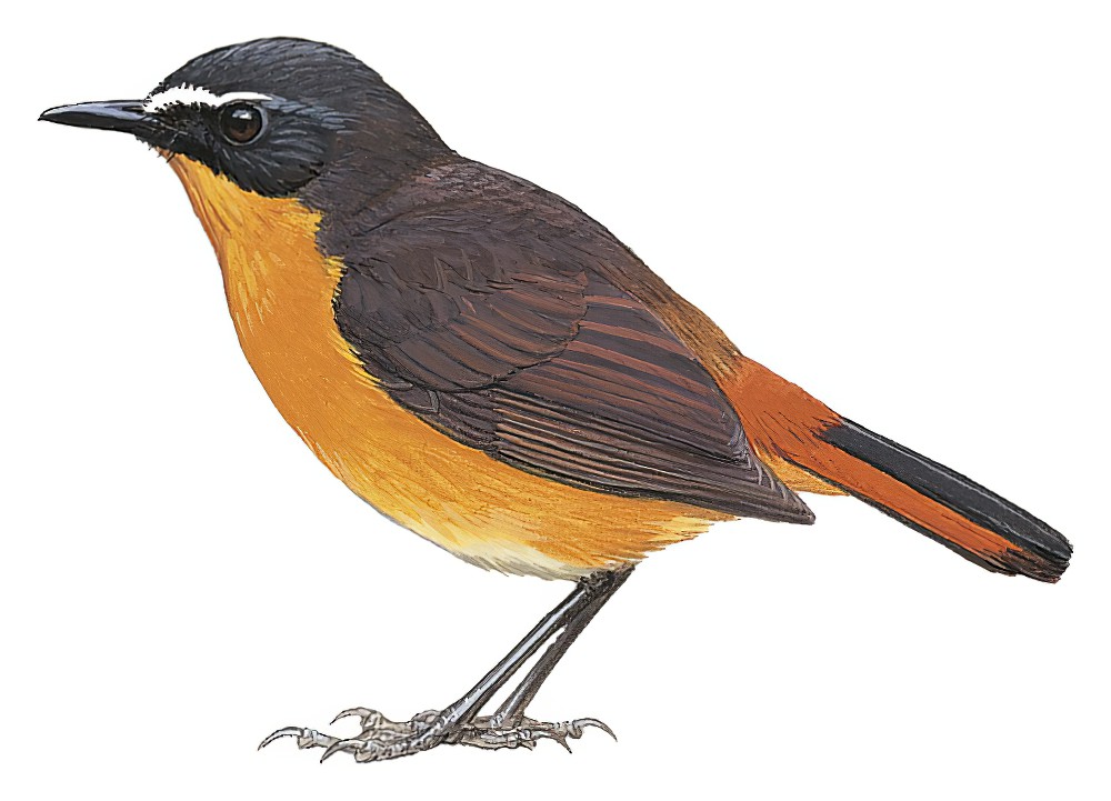 高山歌䳭 / Mountain Robin-Chat / Cossypha isabellae