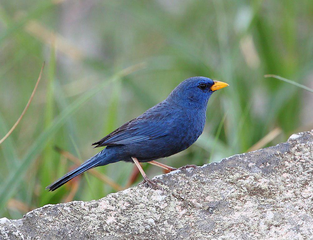 蓝雀鹀 / Blue Finch / Porphyrospiza caerulescens