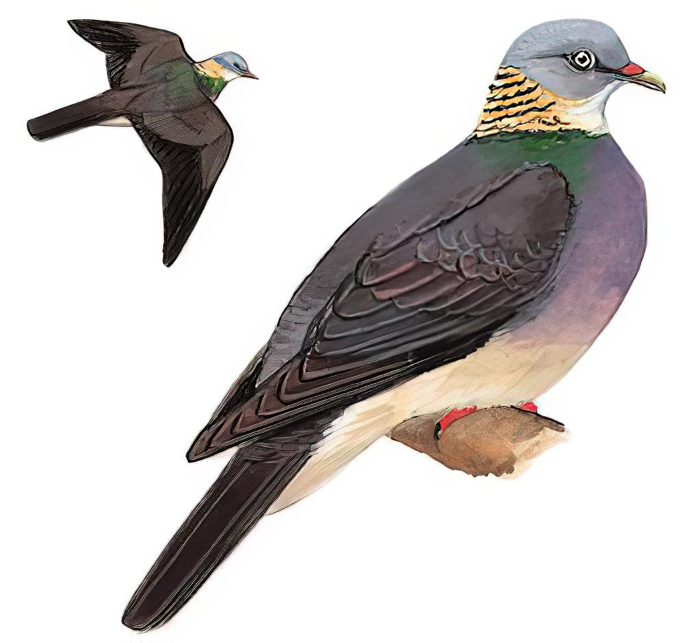 灰林鸽 / Ashy Wood Pigeon / Columba pulchricollis