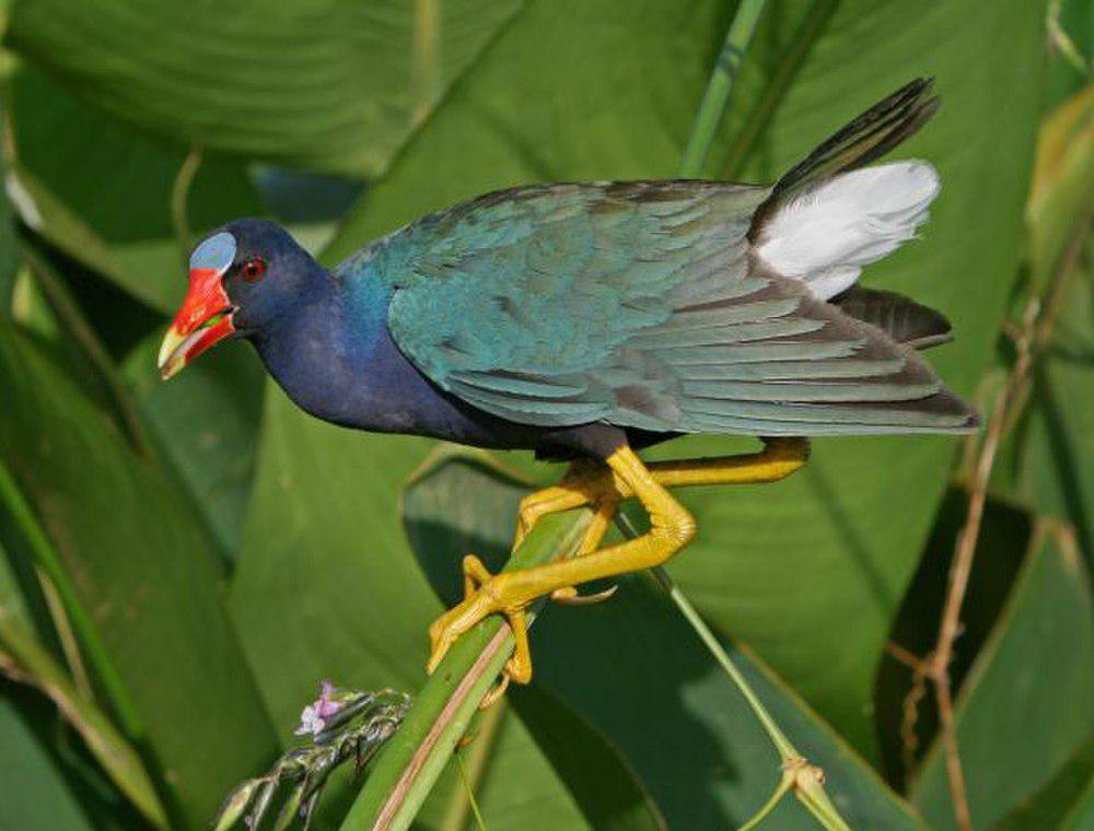 紫青水鸡 / Purple Gallinule / Porphyrio martinica