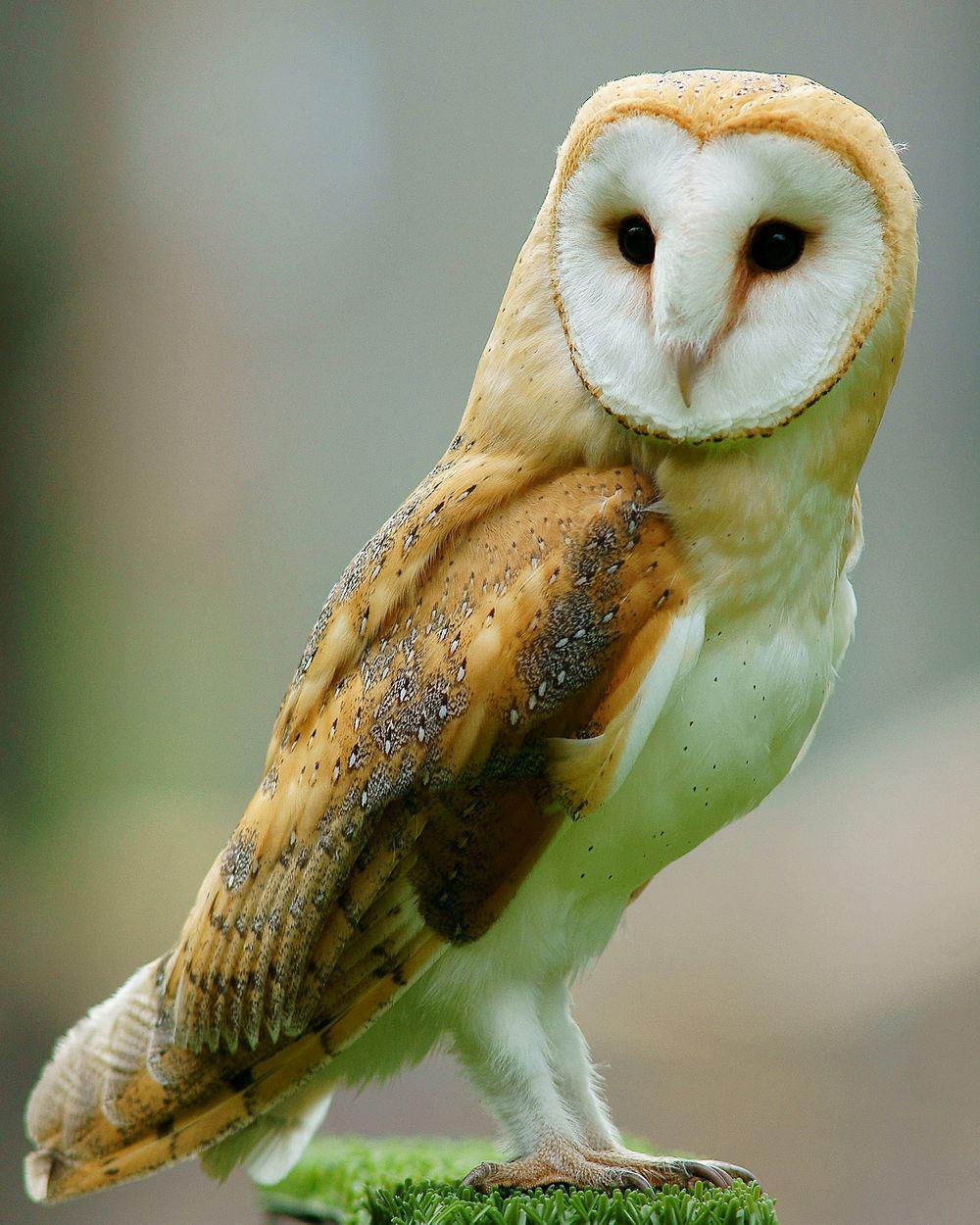 西方仓鸮 / Western Barn Owl / Tyto alba