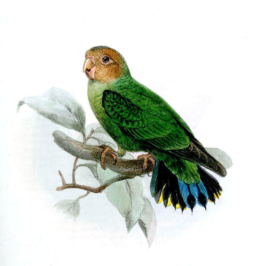 棕脸侏鹦鹉 / Buff-faced Pygmy Parrot / Micropsitta pusio