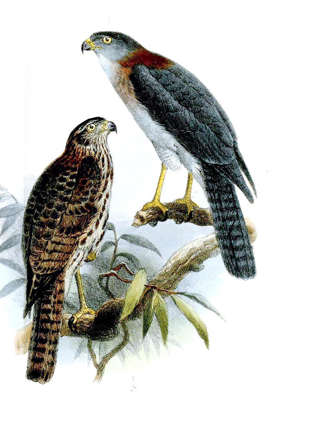 红颈雀鹰 / Rufous-necked Sparrowhawk / Accipiter erythrauchen