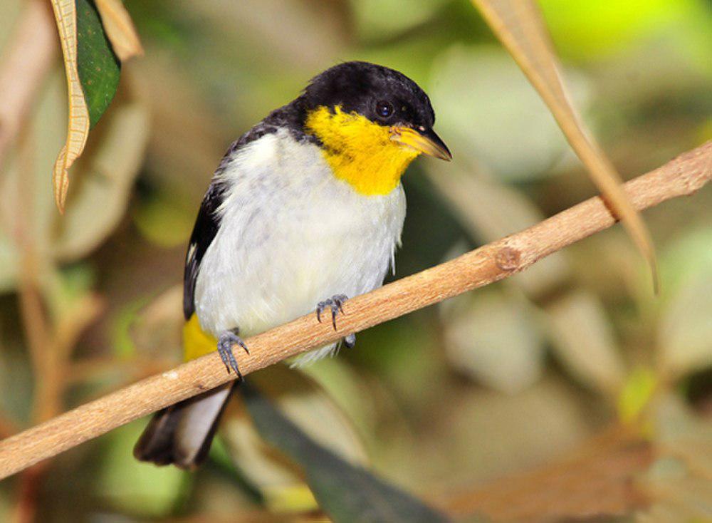 黄背裸鼻雀 / Yellow-backed Tanager / Hemithraupis flavicollis