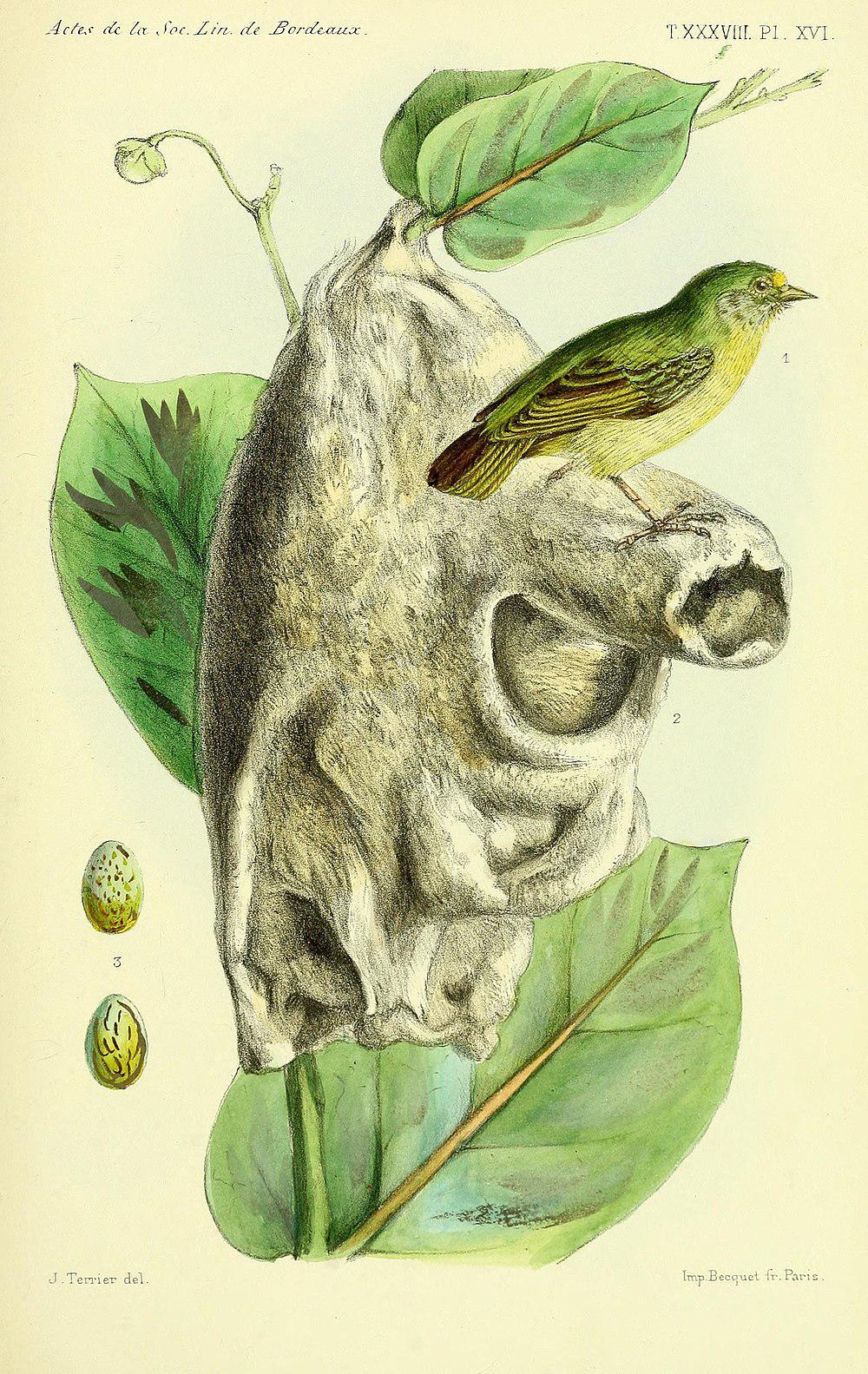黄攀雀 / Yellow Penduline Tit / Anthoscopus parvulus
