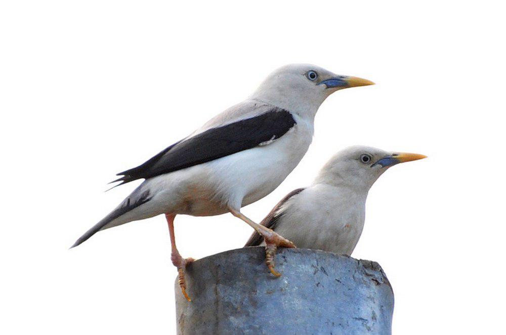 白头椋鸟 / White-headed Starling / Sturnia erythropygia
