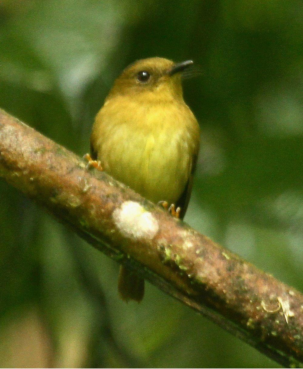 铜绿侏霸鹟 / Bronze-olive Pygmy Tyrant / Pseudotriccus pelzelni