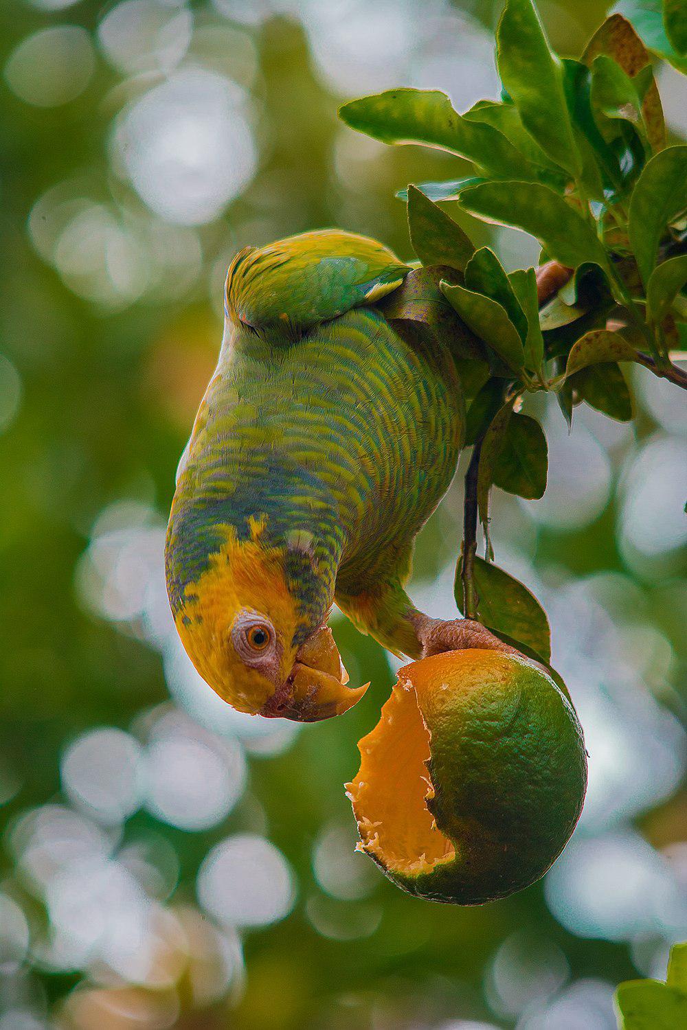 黄头鹦哥 / Yellow-faced Parrot / Alipiopsitta xanthops