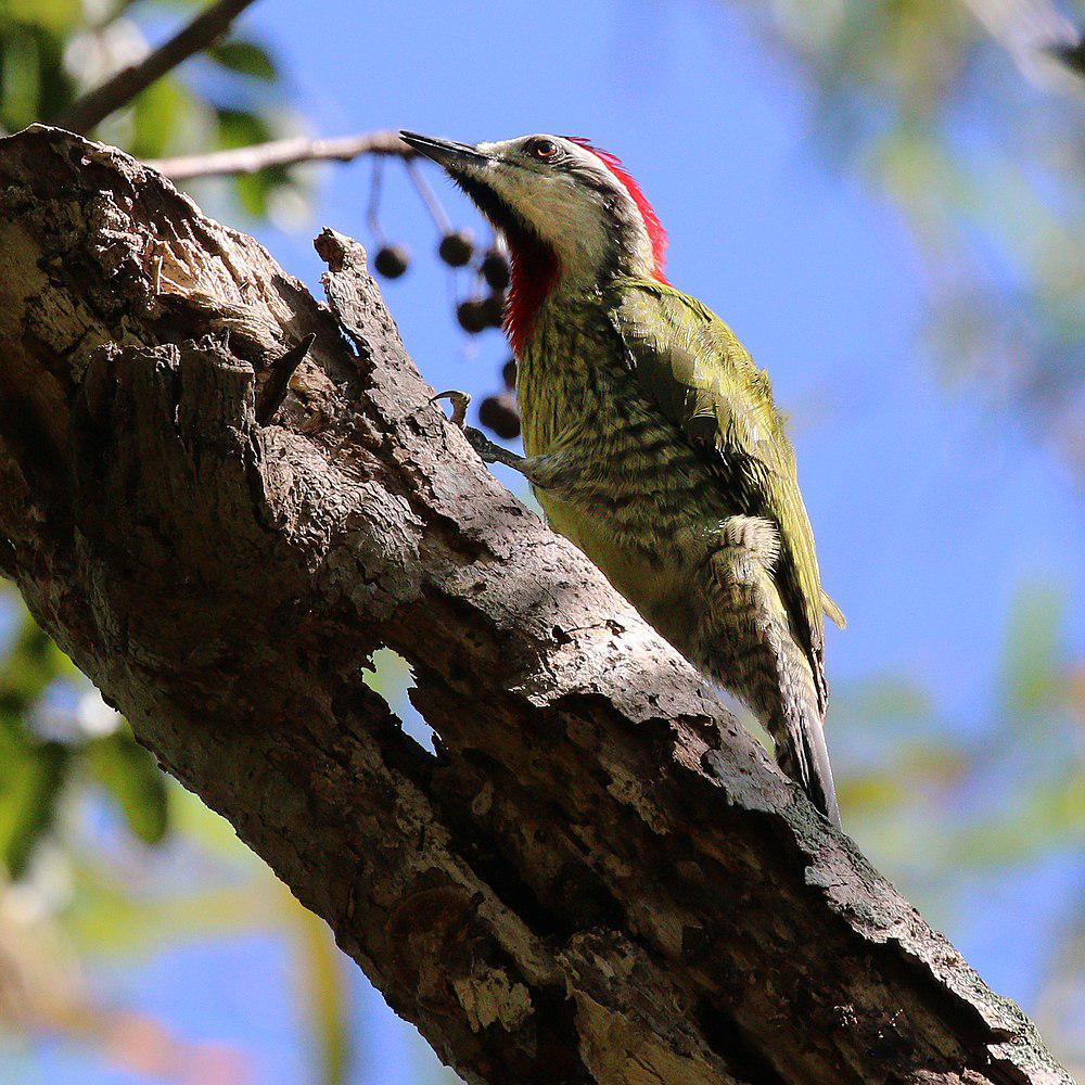 古巴绿啄木鸟 / Cuban Green Woodpecker / Xiphidiopicus percussus