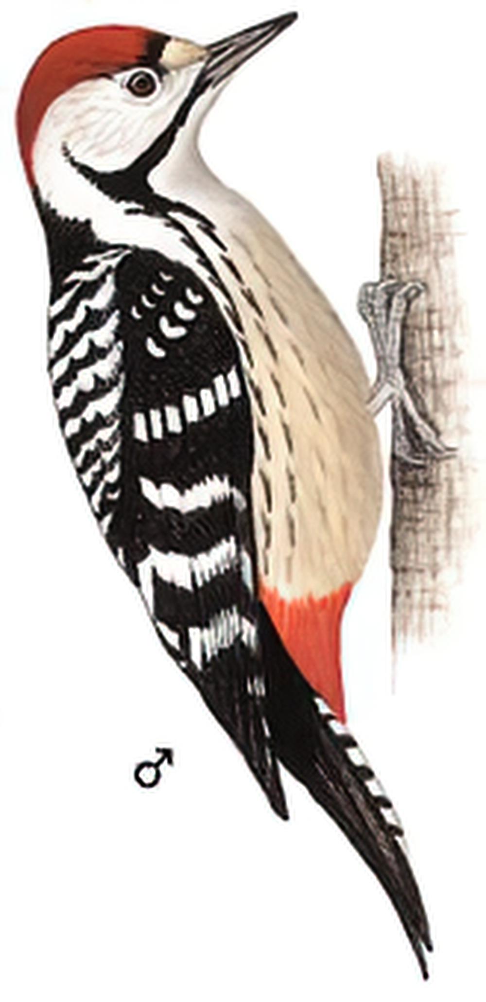 纹胸啄木鸟 / Stripe-breasted Woodpecker / Dendrocopos atratus