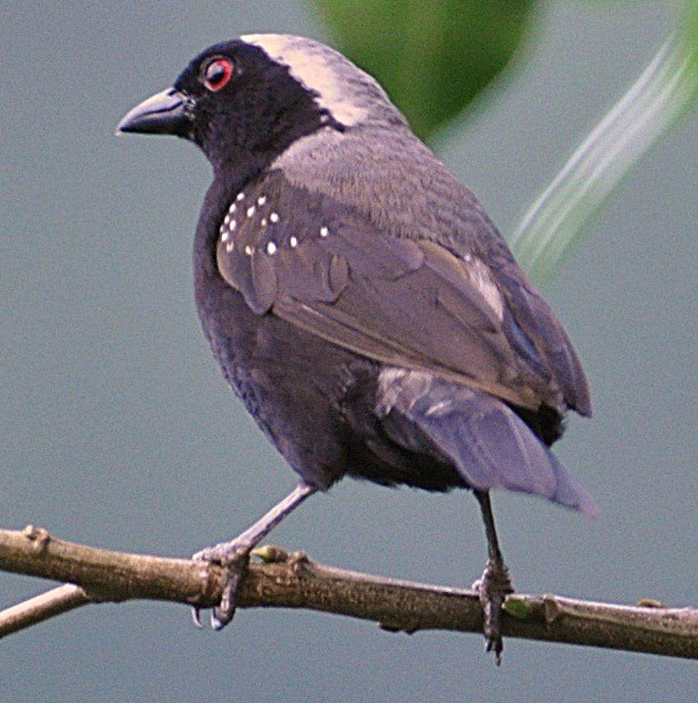 灰冠黑雀 / Grey-headed Nigrita / Nigrita canicapillus