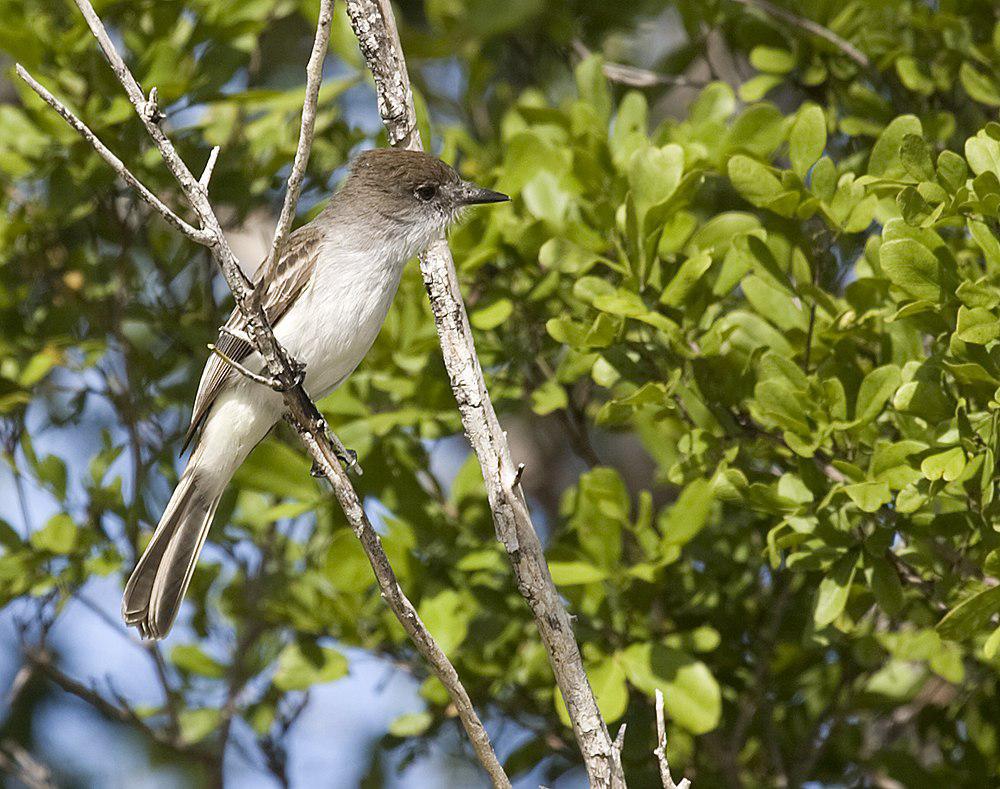 拉氏蝇霸鹟 / La Sagra\'s Flycatcher / Myiarchus sagrae