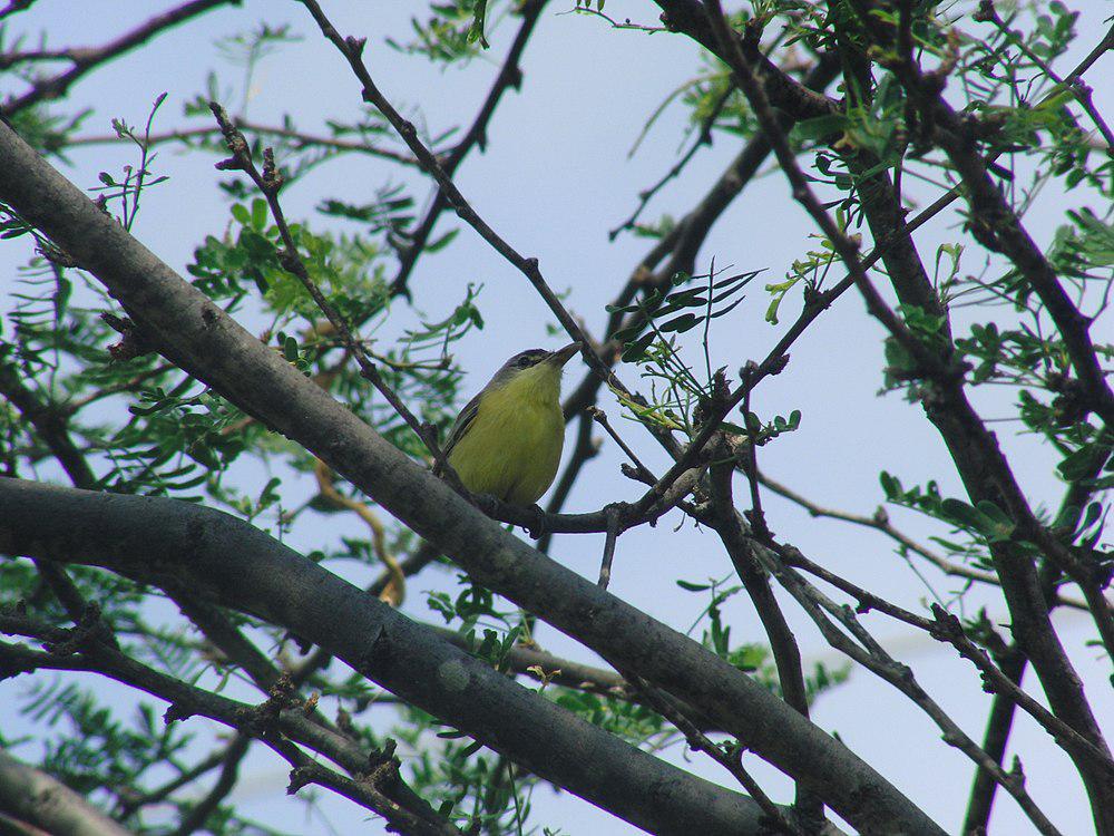 短尾哑霸鹟 / Maracaibo Tody-Flycatcher / Todirostrum viridanum