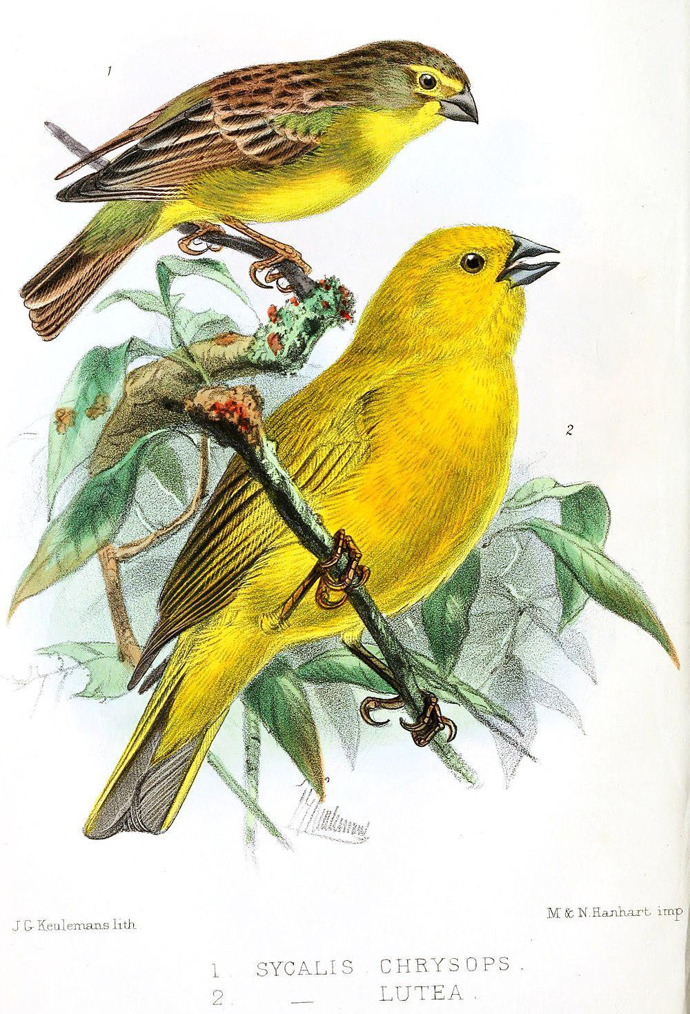 普纳黄雀鹀 / Puna Yellow Finch / Sicalis lutea