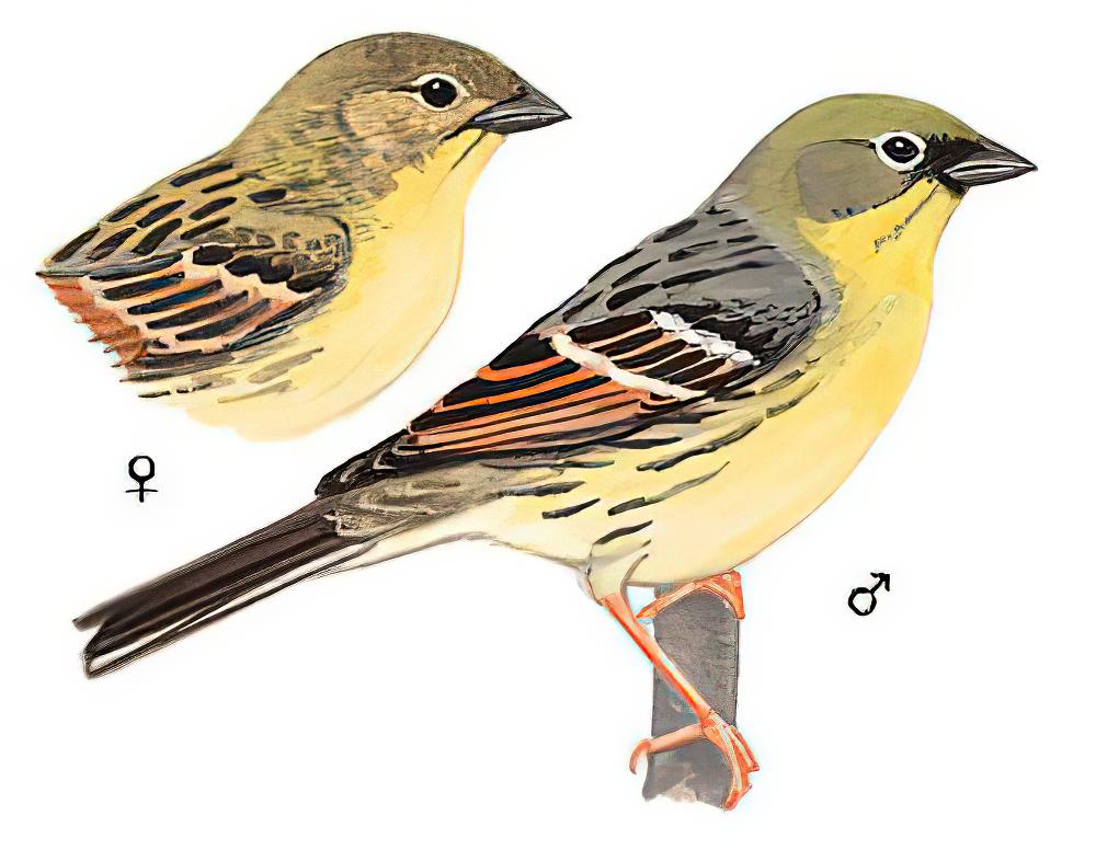 硫磺鹀 / Yellow Bunting / Emberiza sulphurata