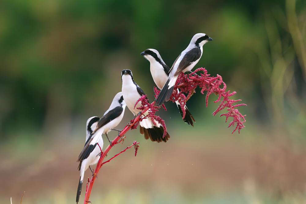 灰背长尾伯劳 / Grey-backed Fiscal / Lanius excubitoroides