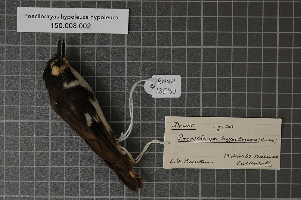 黑白杂色鹟 / Black-sided Robin / Poecilodryas hypoleuca
