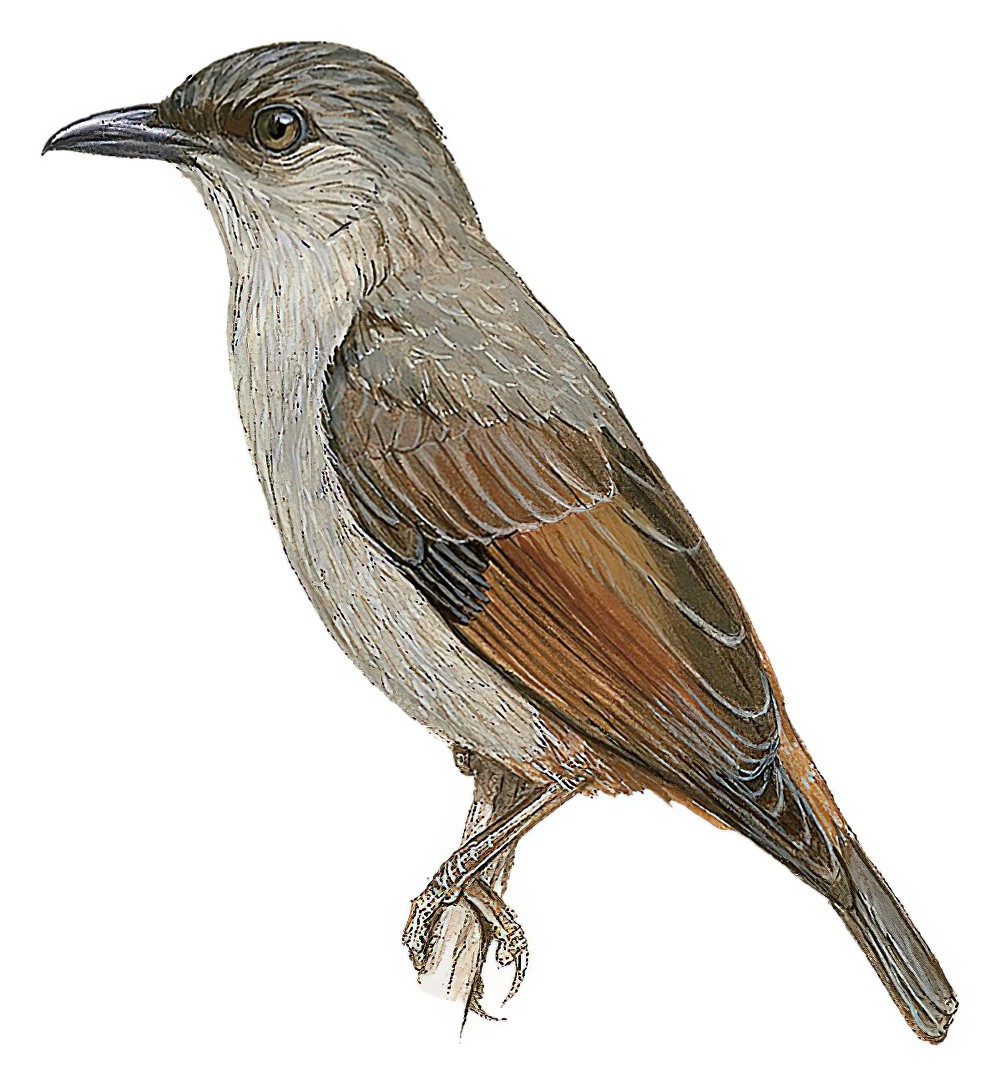 棕翅辉椋鸟 / Rusty-winged Starling / Aplonis zelandica