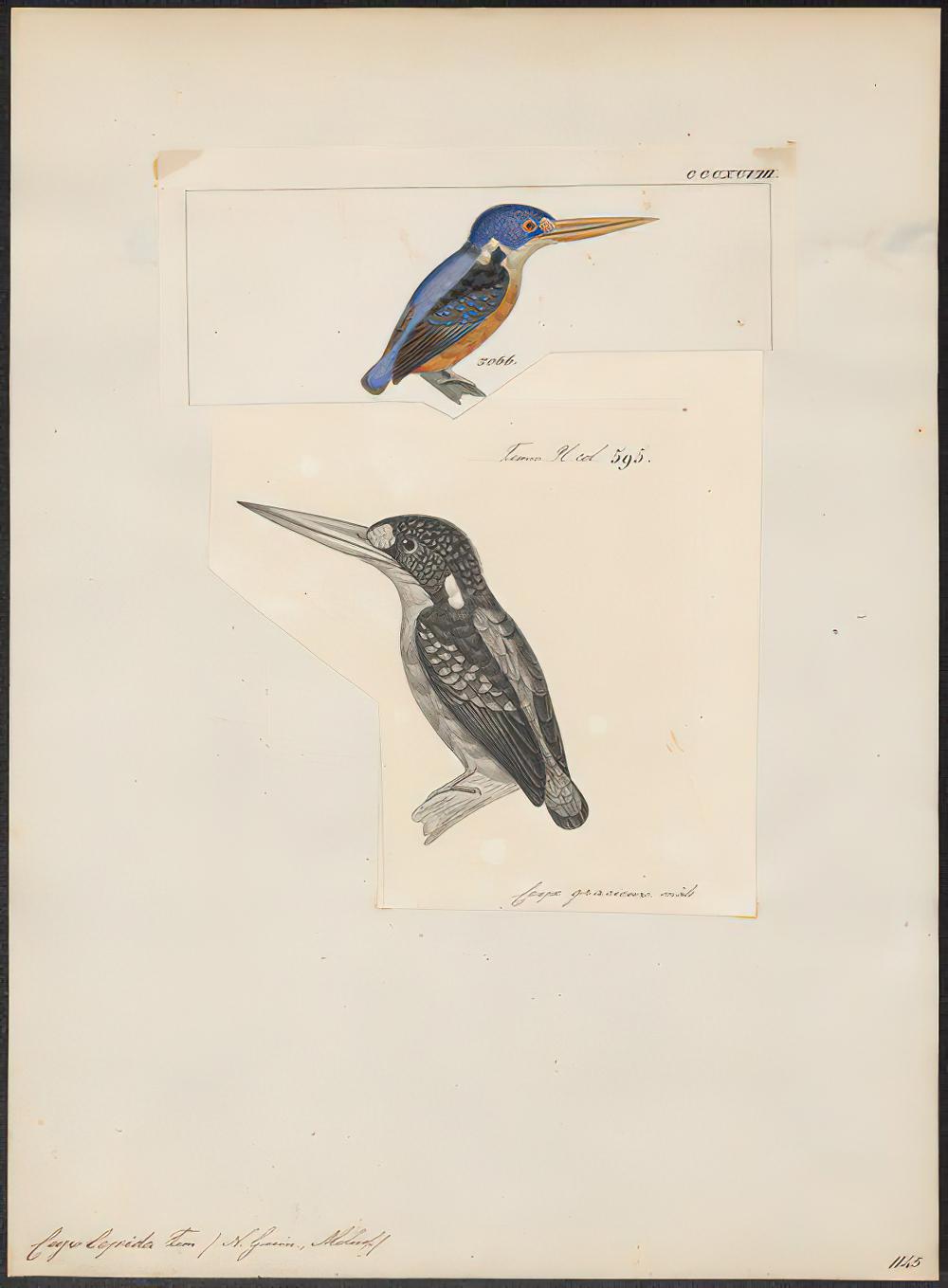 矮三趾翠鸟 / Moluccan Dwarf Kingfisher / Ceyx lepidus