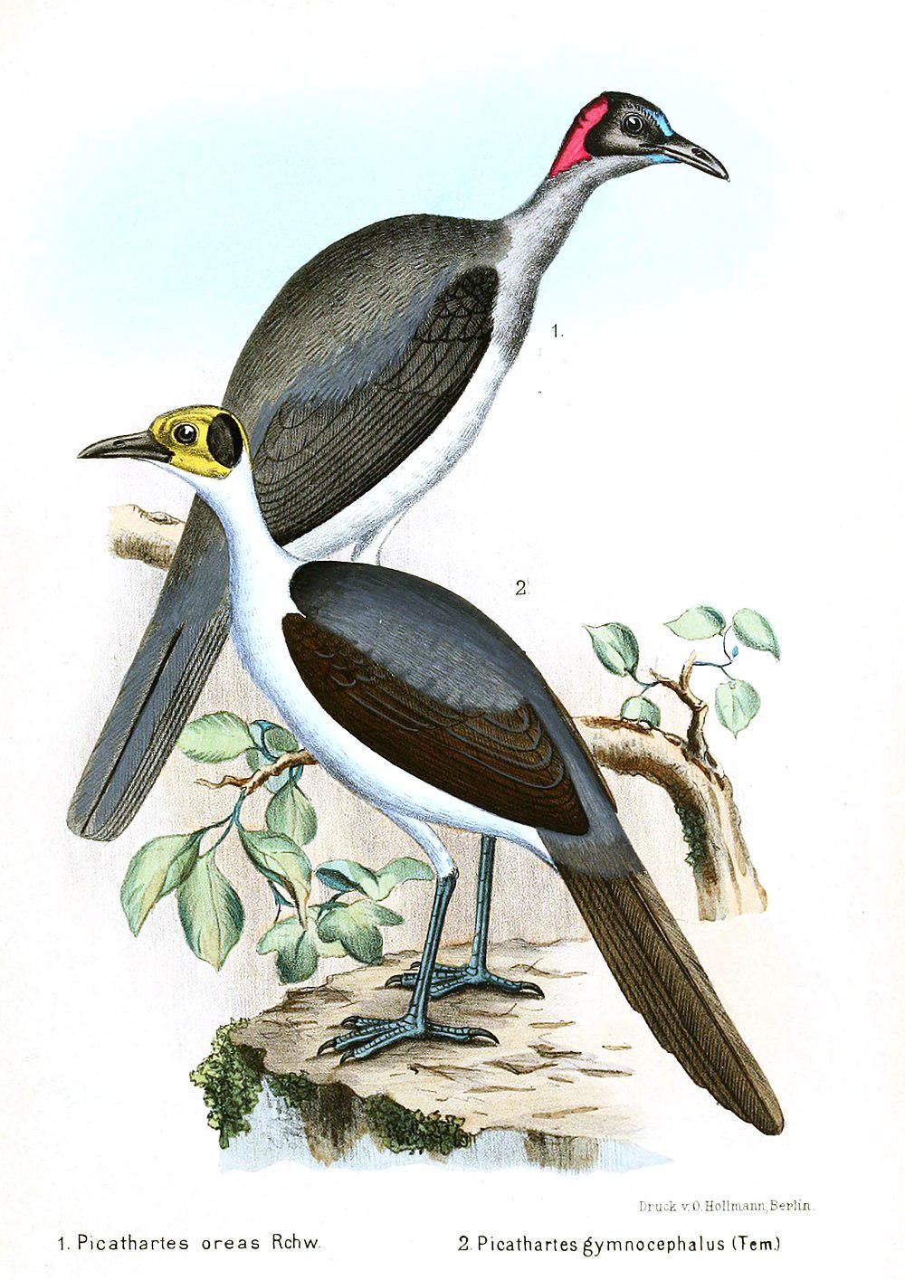 灰颈岩鹛 / Grey-necked Rockfowl / Picathartes oreas