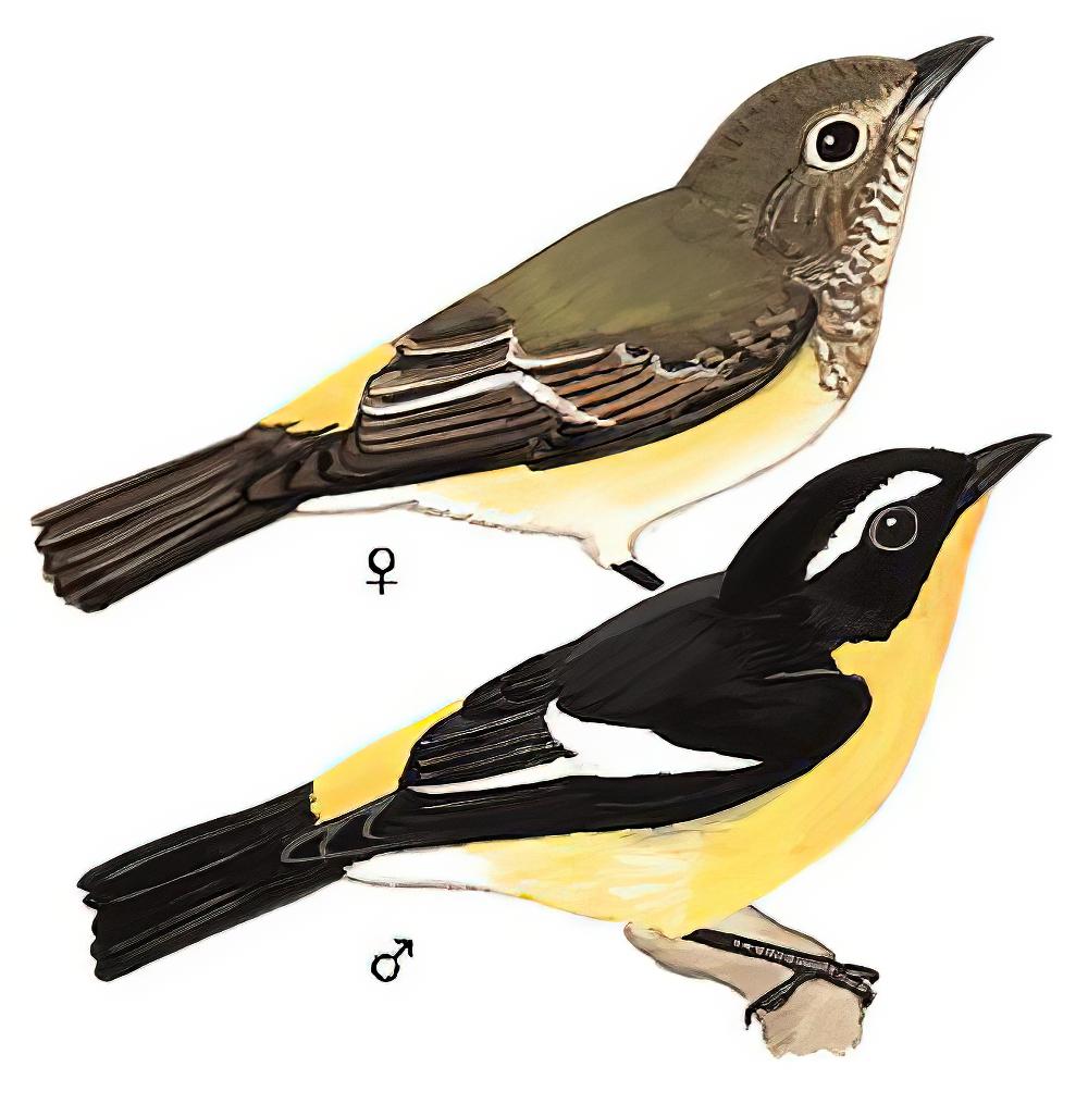 白眉姬鹟 / Yellow-rumped Flycatcher / Ficedula zanthopygia