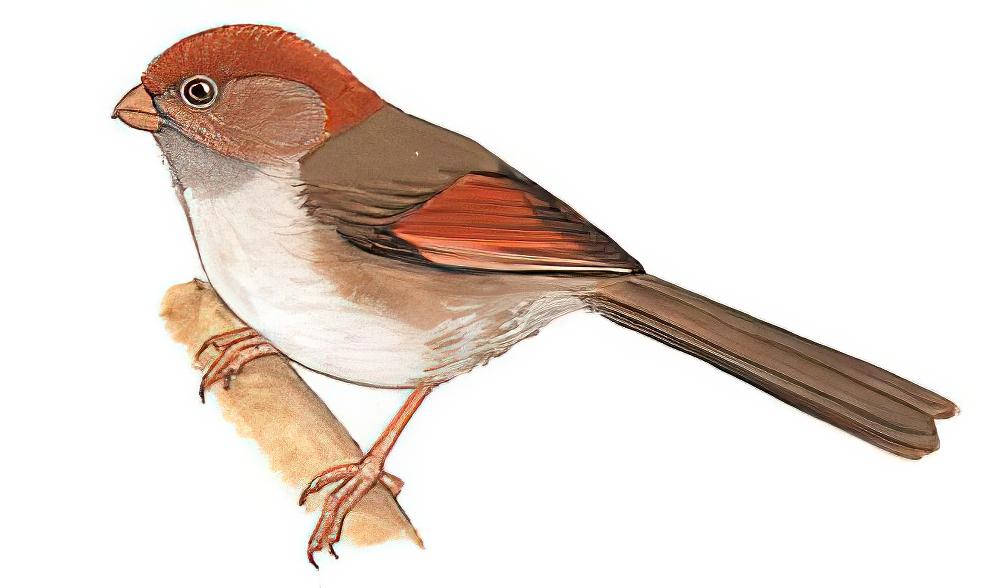 灰喉鸦雀 / Ashy-throated Parrotbill / Sinosuthora alphonsiana