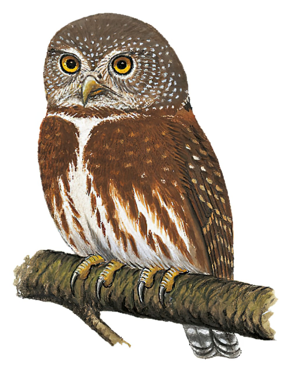 塔州鸺鹠 / Tamaulipas Pygmy Owl / Glaucidium sanchezi