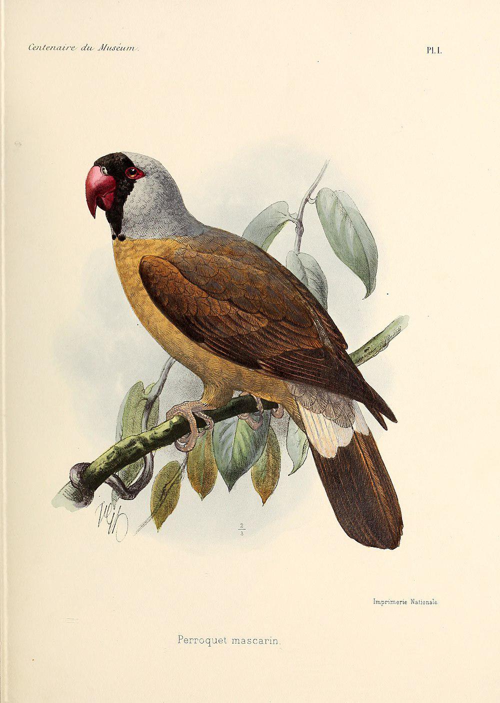 马斯卡林鹦鹉 / Mascarene Parrot / Mascarinus mascarinus