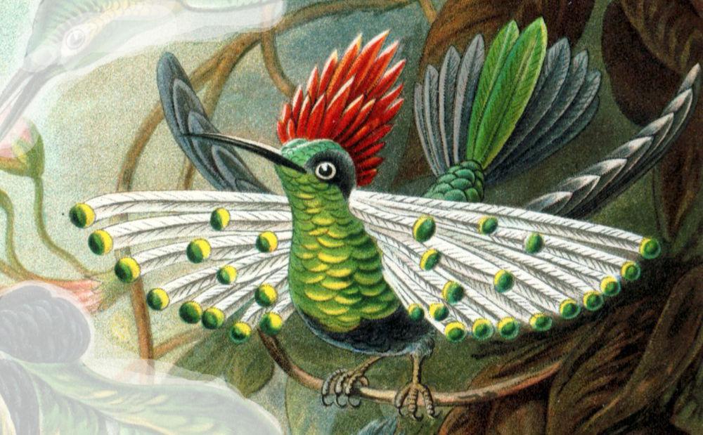 斑耳冠蜂鸟 / Dot-eared Coquette / Lophornis gouldii
