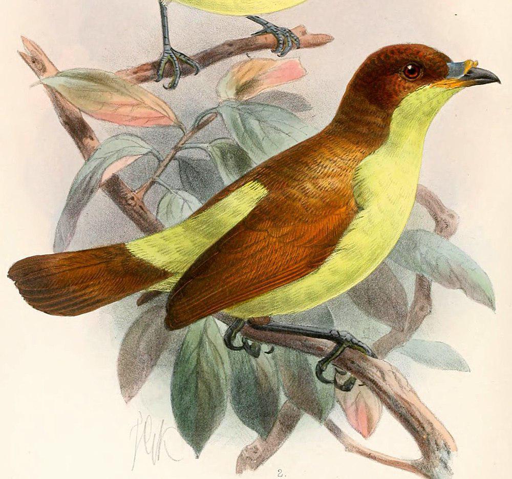 黄胸极乐鸟 / Yellow-breasted Satinbird / Loboparadisea sericea