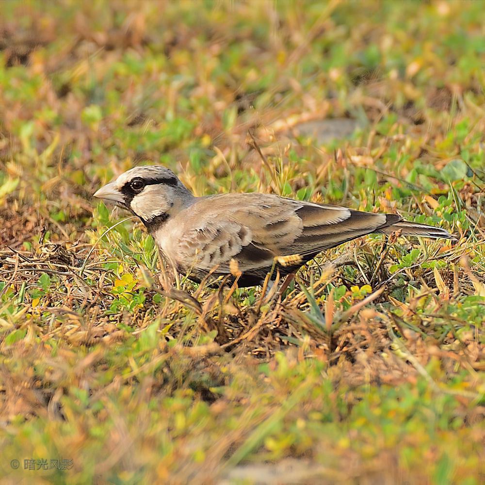 灰顶雀百灵 / Ashy-crowned Sparrow-Lark / Eremopterix griseus