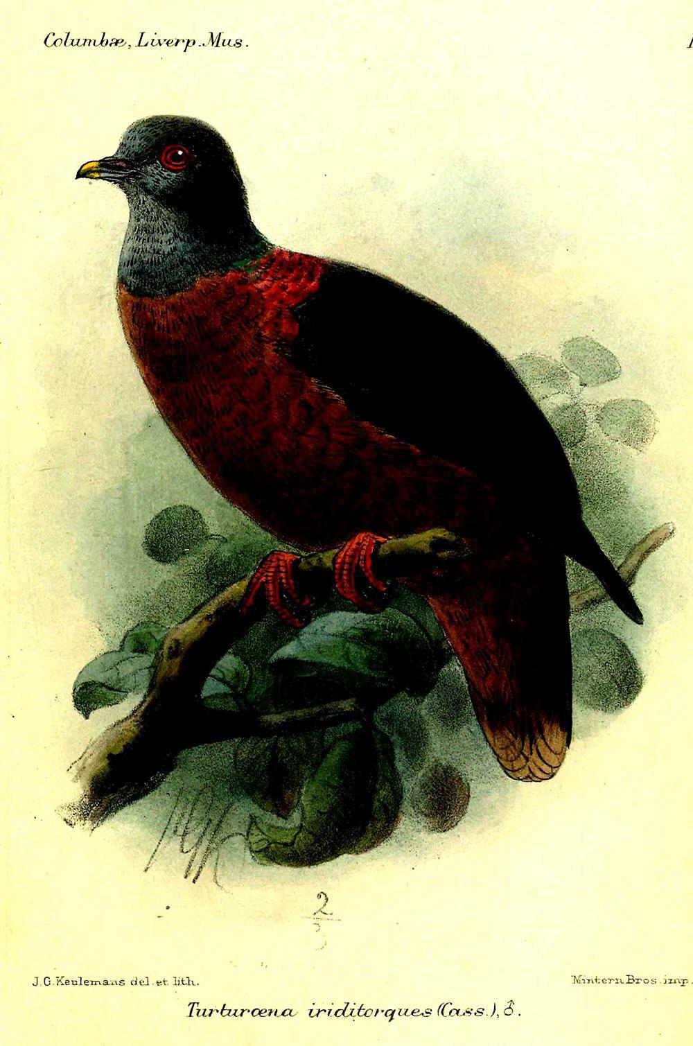 铜颈鸽 / Western Bronze-naped Pigeon / Columba iriditorques