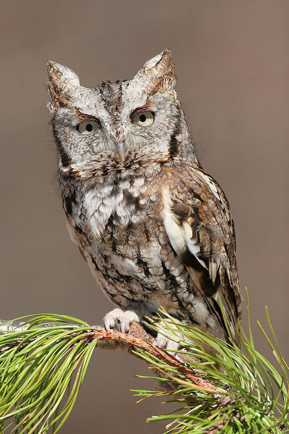 东美角鸮 / Eastern Screech Owl / Megascops asio