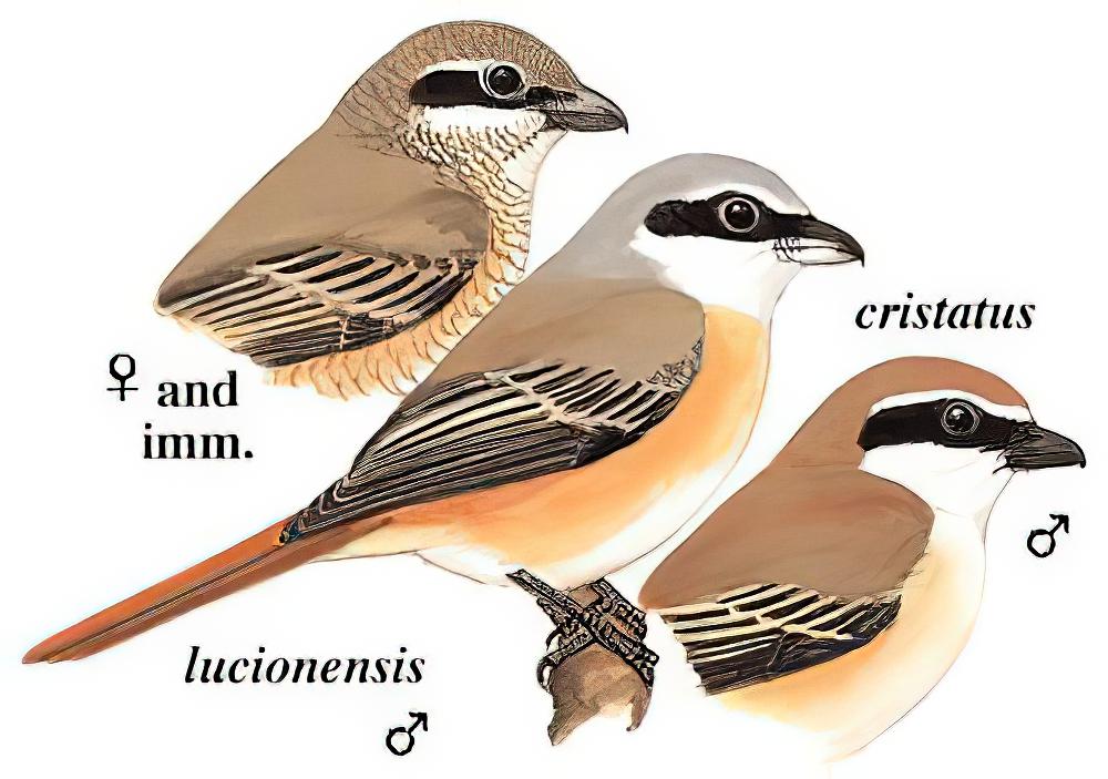红尾伯劳 / Brown Shrike / Lanius cristatus