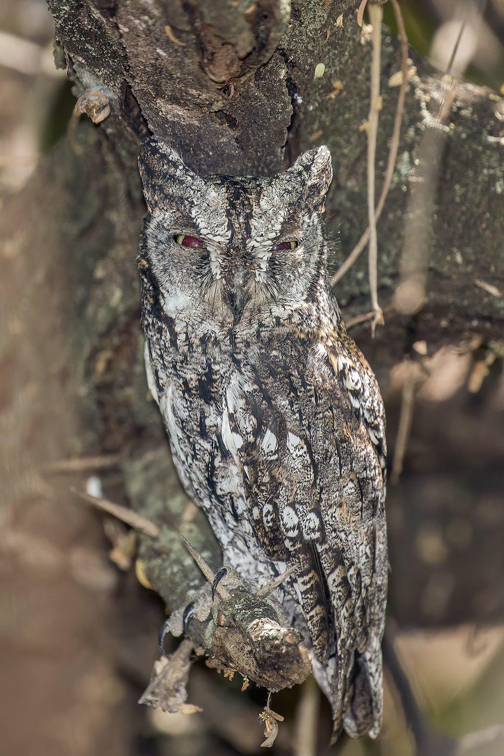 非洲角鸮 / African Scops Owl / Otus senegalensis