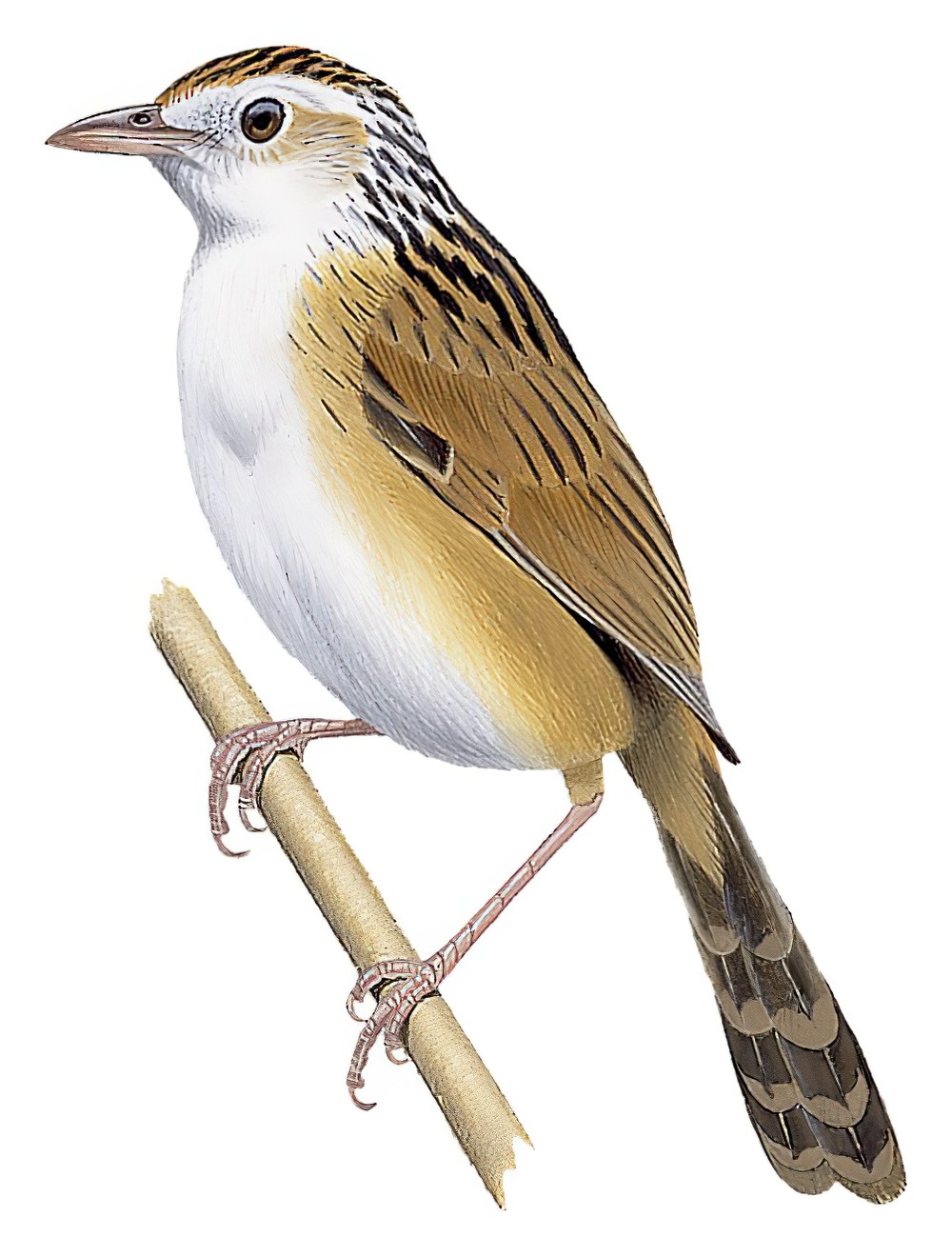 南亚大草莺 / Indian Grassbird / Graminicola bengalensis