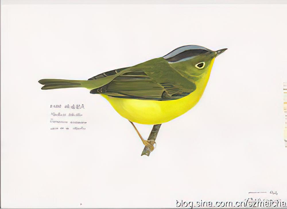 峨眉鹟莺 / Martens\'s Warbler / Phylloscopus omeiensis